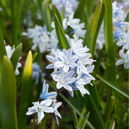 Puškinie ladoňkovitá - Puschkinia libanotica - cibule puškinie - 6 ks