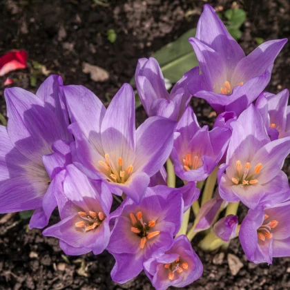 Ocún naháček - Colchicum giant - hlízy ocúnu - 1 ks