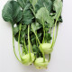 BIO Kedluben Noriko - Brassica oleracea convar. gongylodes - bio semena kedlubnu - 80 ks