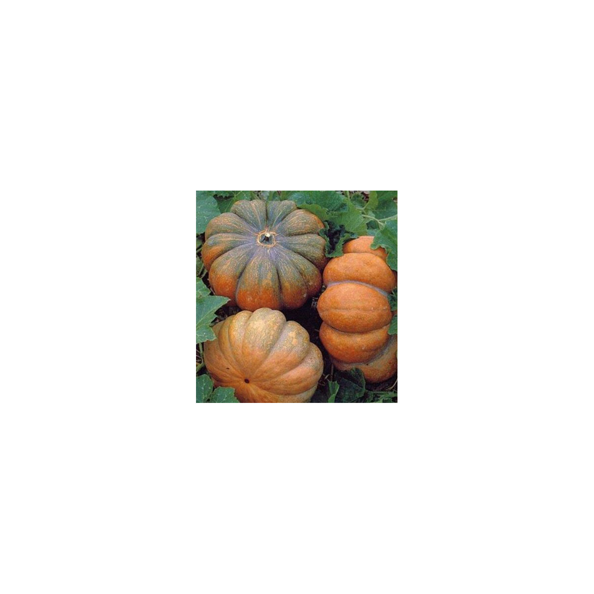 BIO Dýně Muscat De Provence - Cucurbita moschata - bio semena dýně - 5 ks