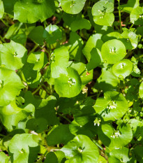 Portulák zimní - Batolka prorostlá - Claytonia perfoliata - semena batolky - 100 ks
