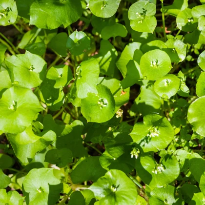 Portulák zimní - Batolka prorostlá - Claytonia perfoliata - semena batolky - 100 ks