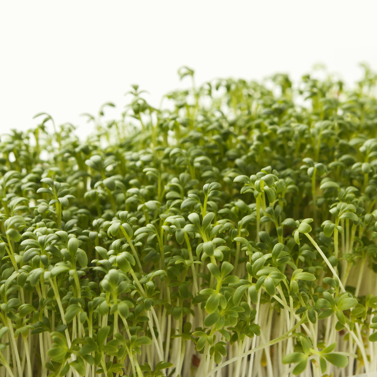 Řeřicha zahradní Dánská - Lepidium sativum - semena řeřichy - 850 ks