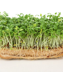 BIO Řeřicha Kresso - Lepidium sativum - bio semena řeřichy - 150 ks