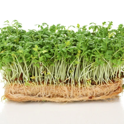 BIO Řeřicha Kresso - Lepidium sativum - bio semena řeřichy - 150 ks