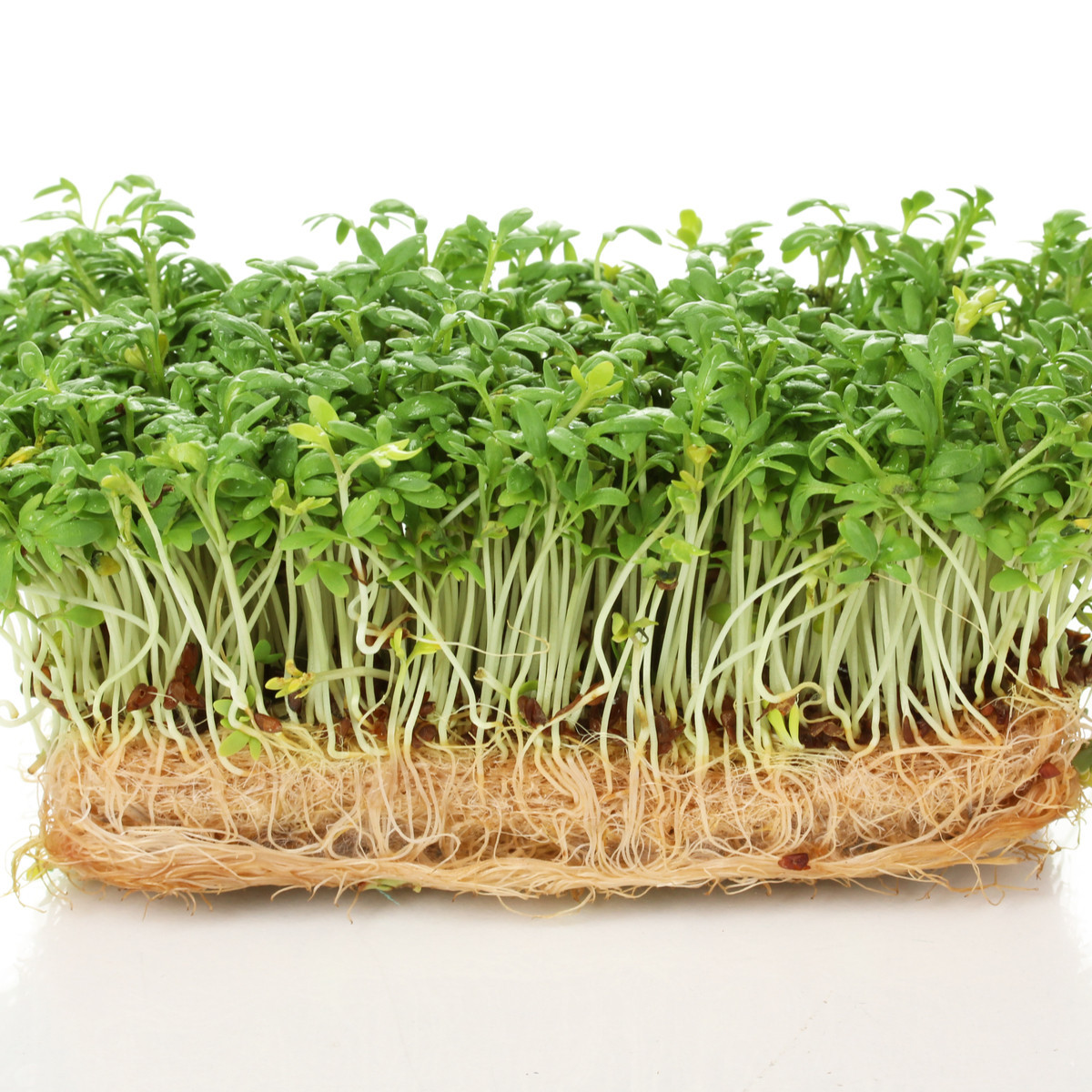 BIO Řeřicha Kresso - Lepidium sativum - bio semena řeřichy - 150 ks