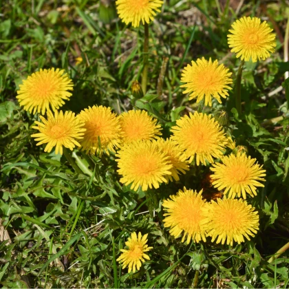 Pampeliška - Smetánka lékařská - Taraxacum officinale - semena smetánky - 400 ks