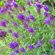 Levandule Ellegance Purple - Lavandula angustifolia - semena levandule - 15 ks