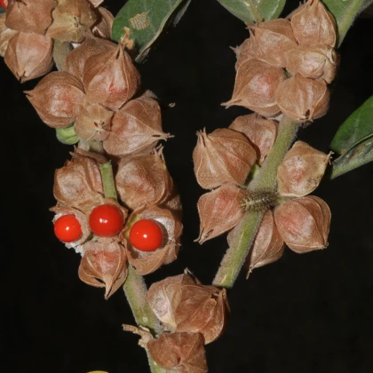 Ženšen indický - Withania somnifera - semena ženšenu - 7 ks