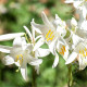 Lilie bělostná - Lilium candidum - cibule lilie - 1 ks