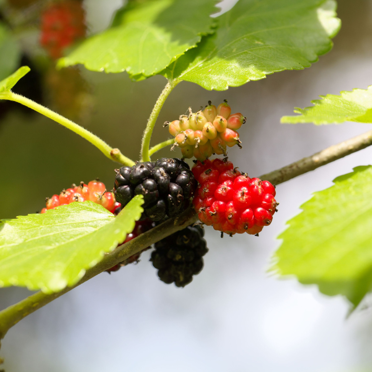 Morušovník černý - Morus nigra - semena morušovníku - 5 ks