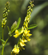 Komonice lékařská - Melilotus officinalis - semena komonice - 30 ks