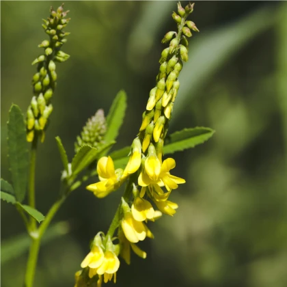 Komonice lékařská - Melilotus officinalis - semena komonice - 30 ks