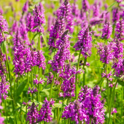 Bukvice lékařská - Betonica officinalis - semena bukvice - 20 ks