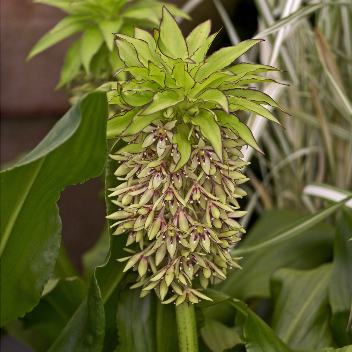 Chocholatice dvoubarevná - Eucomis bicolor - cibule chocholatice - 1 ks