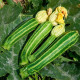 BIO Cuketa Green Tiger F1 - Cucurbita pepo - bio semena cukety - 5 ks