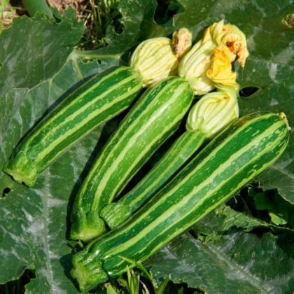 BIO Cuketa Green Tiger F1 - Cucurbita pepo - bio semena cukety - 5 ks