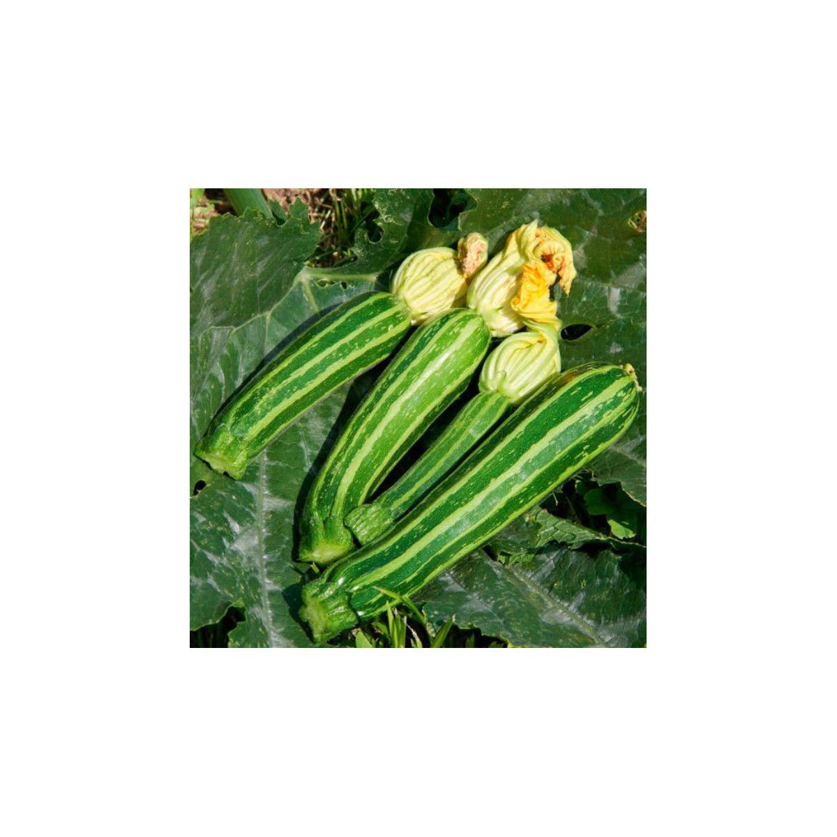 BIO Cuketa Green Tiger F1 - Cucurbita pepo - bio semena cukety - 5 ks