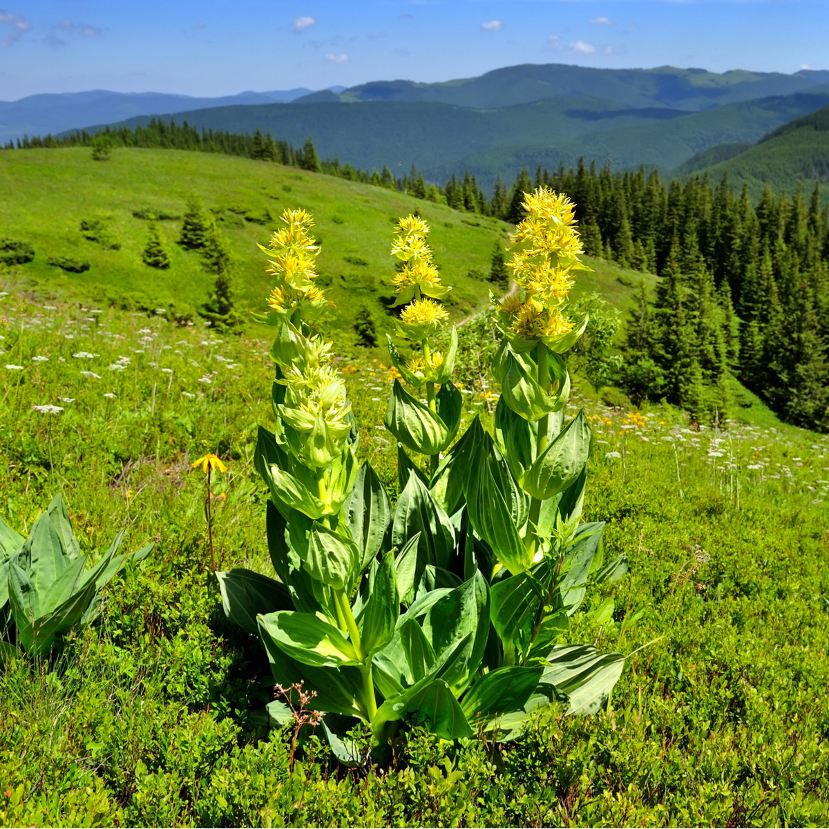 Hořec žlutý - Gentiana lutea - semena hořce - 8 ks