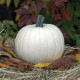 Moonshine F1 tök – Cucurbita pepo – tökmag – 12 db