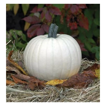 Dýně Moonshine F1- Cucurbita pepo - semena dýně - 6 ks