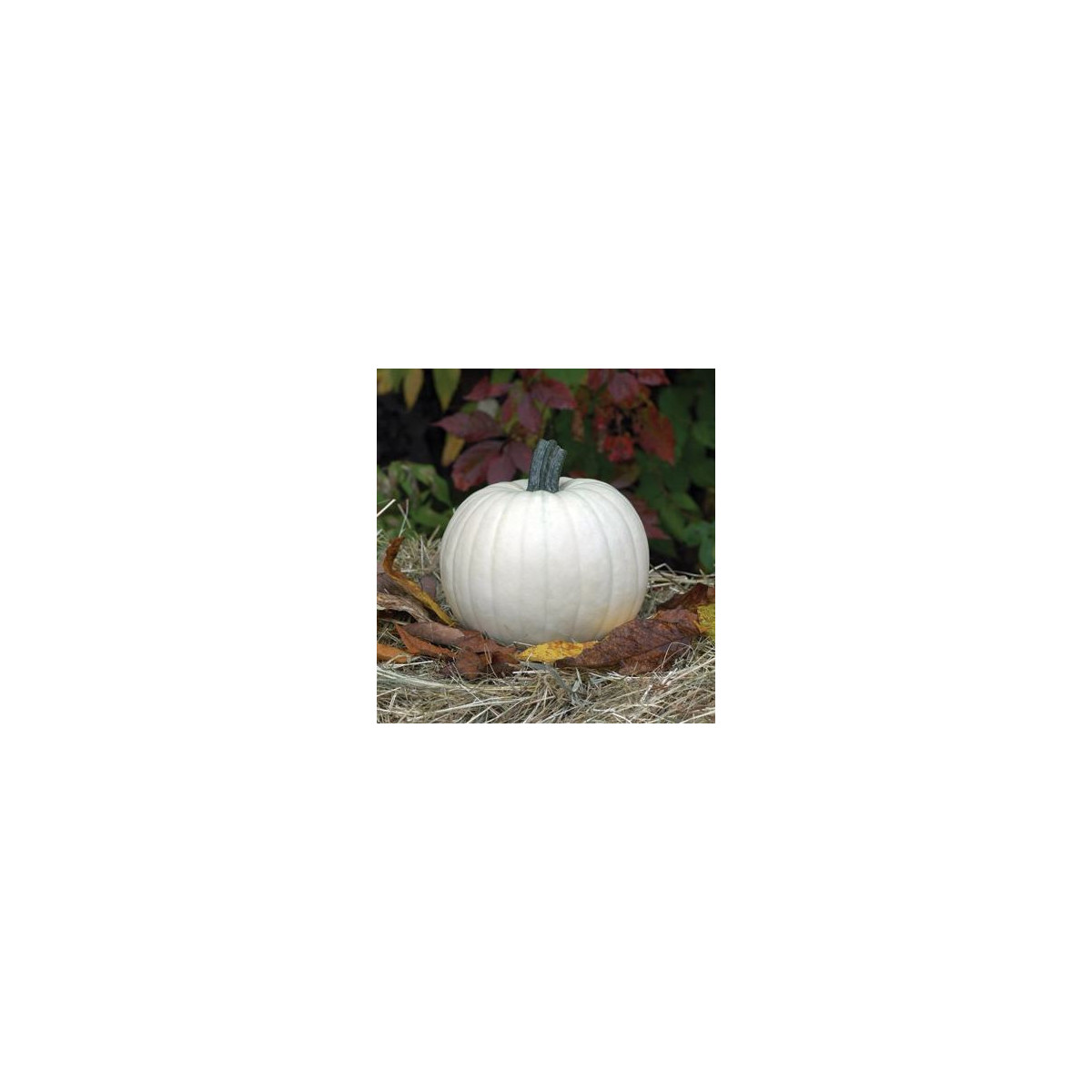 Moonshine F1 tök – Cucurbita pepo – tökmag – 12 db