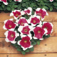 Petúnie mnohokvětá Red Frost F1 - Petunia multiflora - semena petúnie - 20 ks