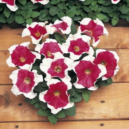 Petúnie mnohokvětá Red Frost F1 - Petunia multiflora - semena petúnie - 20 ks