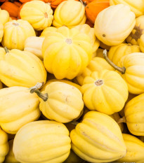 Tykev okrasná Cream of the Crop - Cucurbita maxima - semena tykve - 5 ks