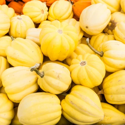 Tykev okrasná Cream of the Crop - Cucurbita maxima - semena tykve - 5 ks