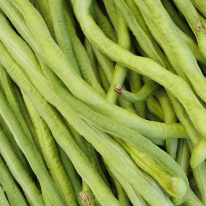 Vigna čínská Metro - Vigna sinensis - 6 g