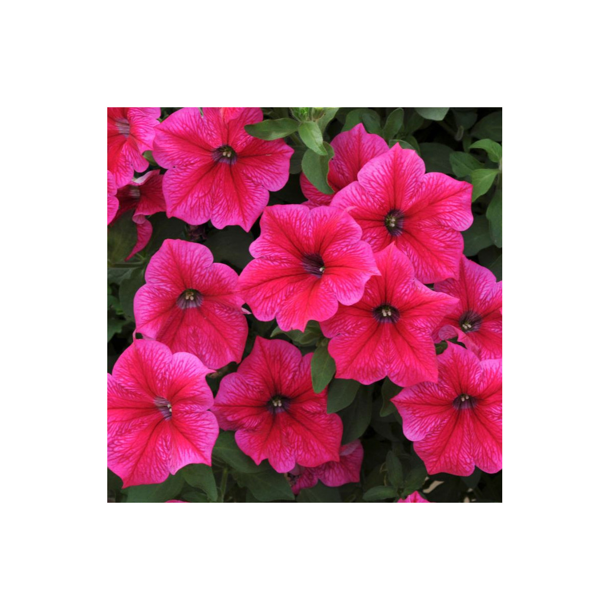 Petúnie Rose of Heavens růžová - Petunia nana compacta - semena - 20 ks