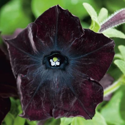 Petúnie Sophistica Blackberry F1 - Petunia grandiflora - semena petúnie - 15 ks