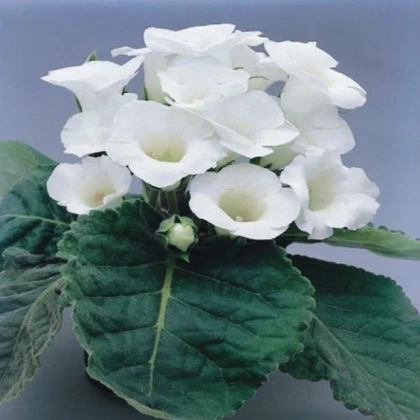 Gloxiníe Mont Blanc - Sinningia - hlízy gloxínie - 1 ks