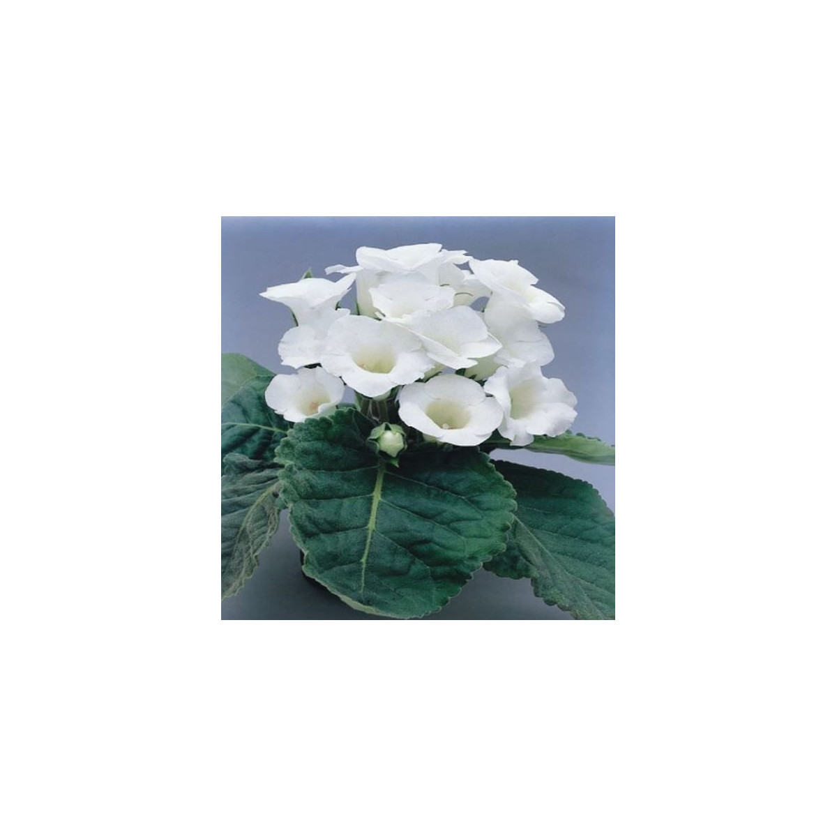 Gloxiníe Mont Blanc - Sinningia - hlízy gloxínie - 1 ks