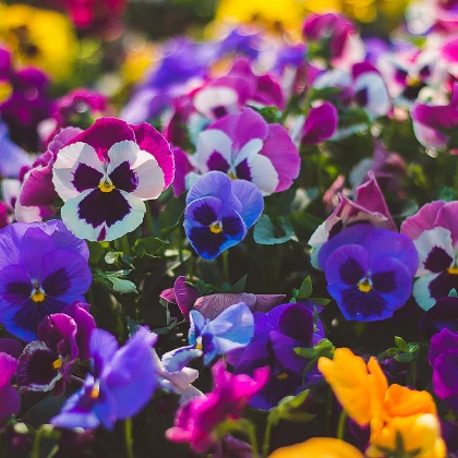Maceška švýcarská Schweizer Riesen směs barev - Viola wittrockiana - semena macešky - 200 ks