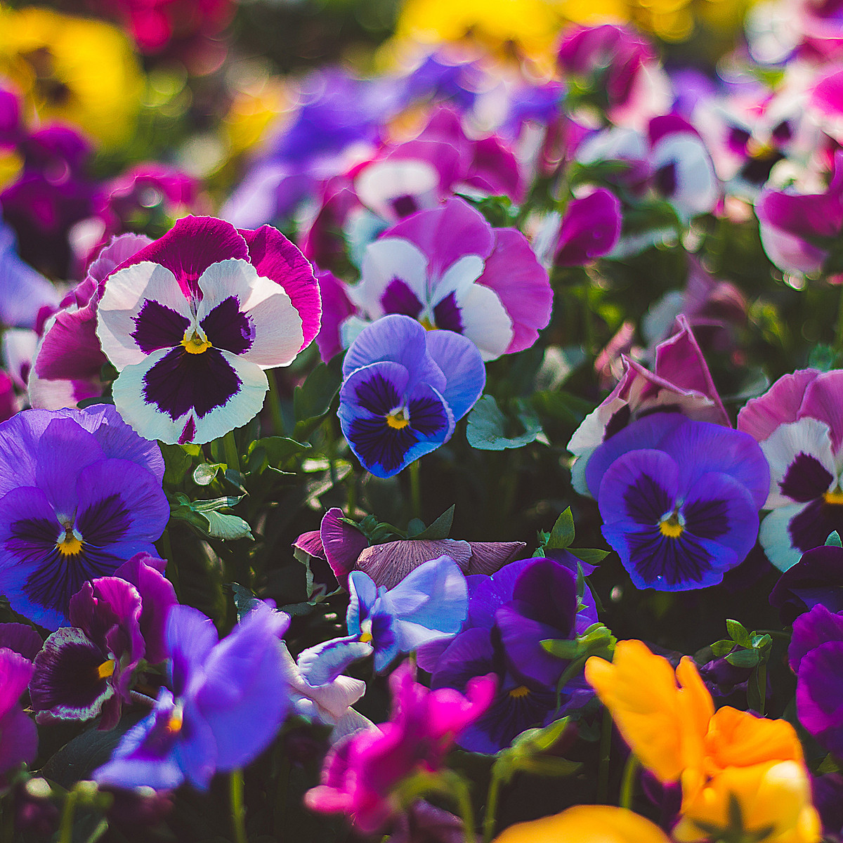 Maceška švýcarská Schweizer Riesen směs barev - Viola wittrockiana - semena macešky - 200 ks