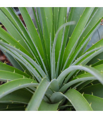 Puja - Puya mirabilis - semena puyi - 5 ks