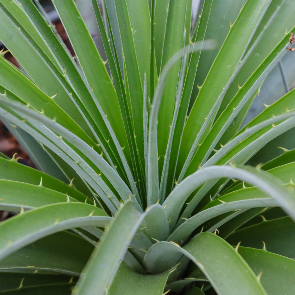 Puja – Puya mirabilis – puya magok – 20 db