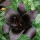 Lilie Nightrider - Lilium - cibule lilie - 1 ks