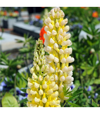 Lupina Kronleuchter - Vlčí bob - Lupinus polyphyllus - semena lupiny - 40 ks