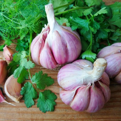 Sadbový česnek Bjetin - Allium sativum - ozimý paličák - cibule česneku - 1 balení