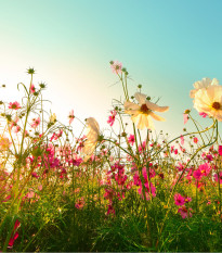 Romantická zahrada - semena letniček - směs letniček - 0,9 g