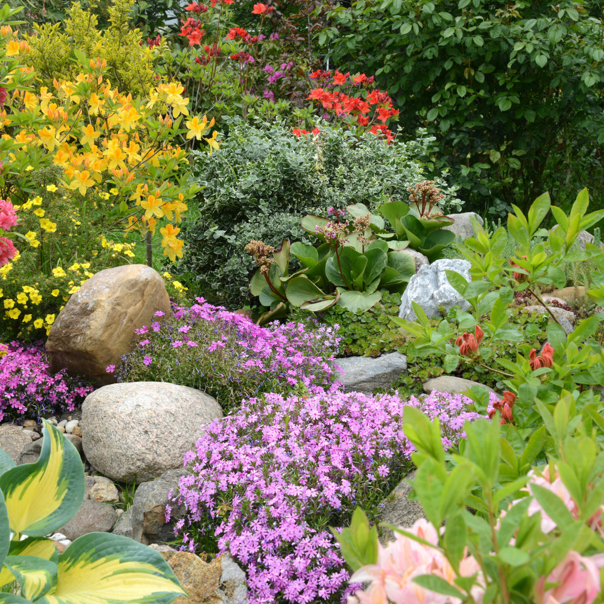 Letničky do skalky - semena letniček - směs letniček - 0,9 g