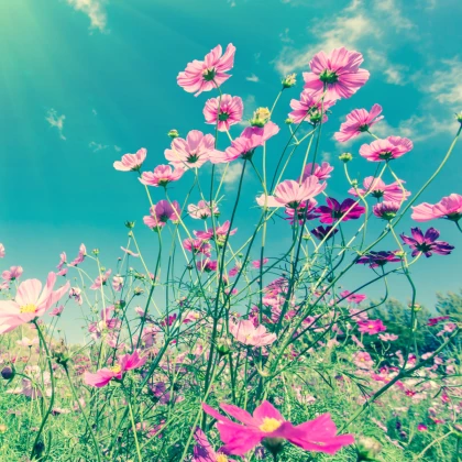 Zahradní sen v růžovém - semena letniček - směs letniček - 0,9 g