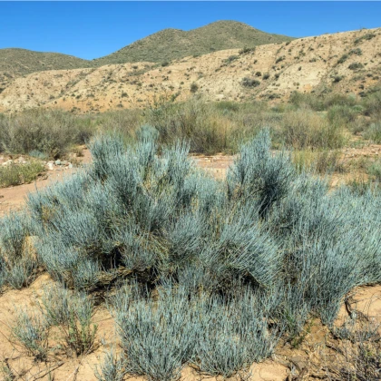 Chvojník nevadský - Ephedra nevadensis - semena - 8 ks