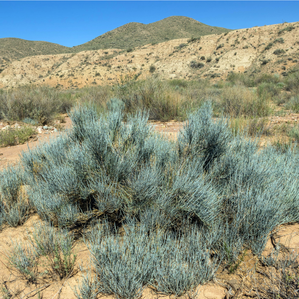 Chvojník nevadský - Ephedra nevadensis - semena - 8 ks
