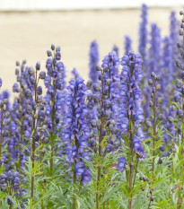 Oměj horský - Šalamounek - Aconitum napellus - semena oměje - 8 ks