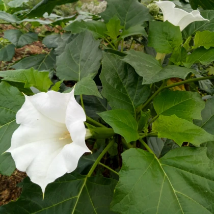 Durman obecný - Datura stramonium - semena durmanu - 5 ks