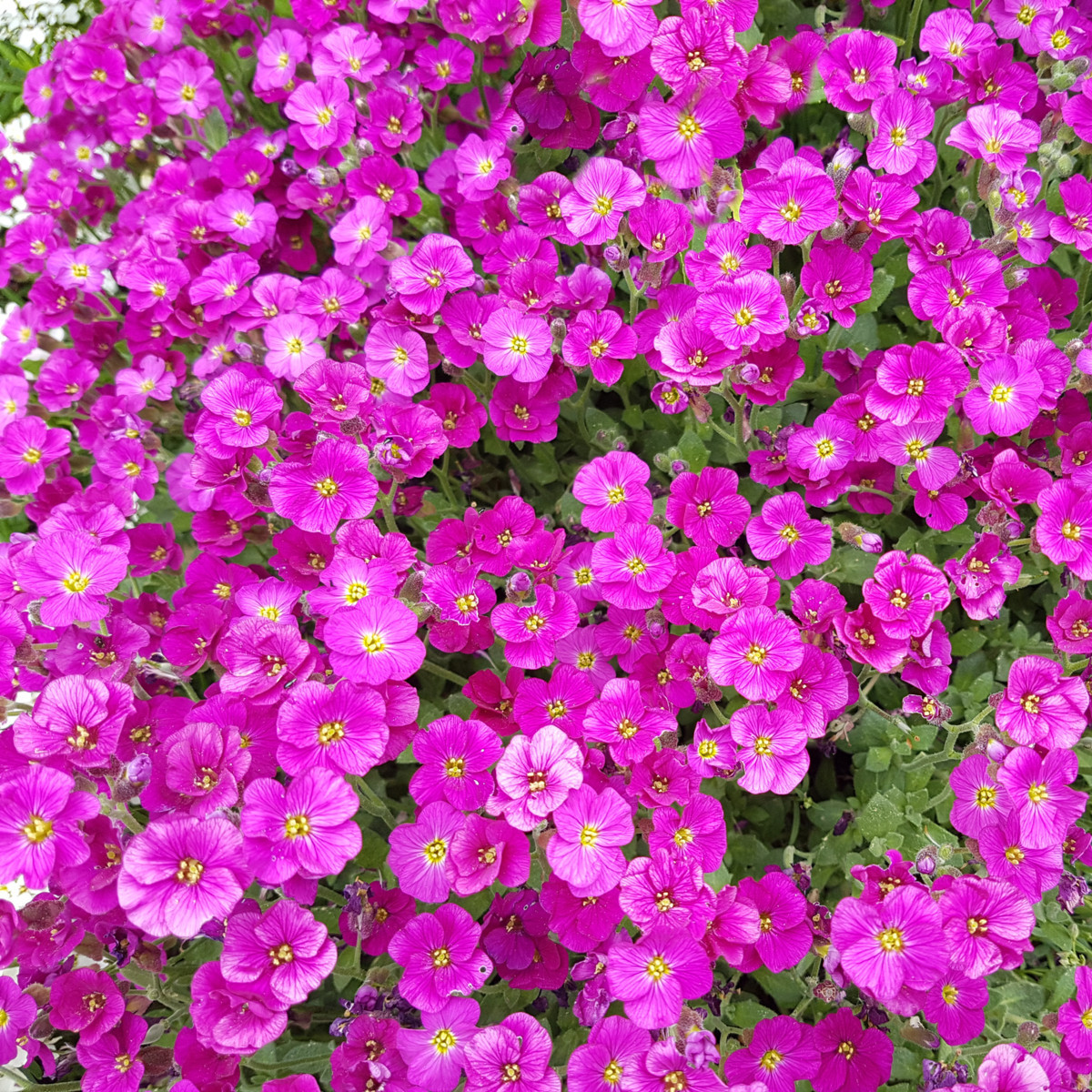 Tařička zahradní červená - Aubrieta hybrida - semena tařičky - 200 ks